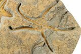 Fossil Starfish, Brittle Star & Edrioasteroid Plate #255014-3